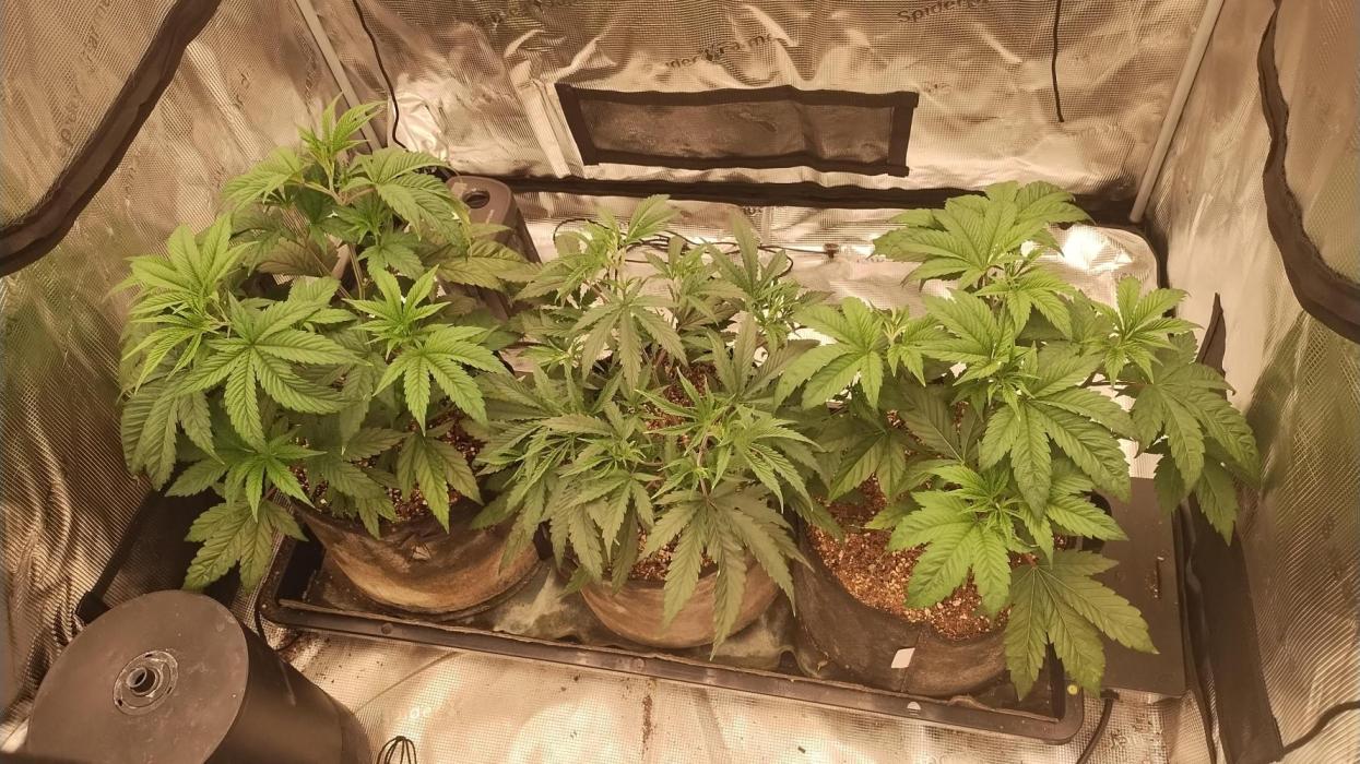 Old seeds, new buds. Week 9 - They really exploded in growth.
Got 3 distinct phenos. 