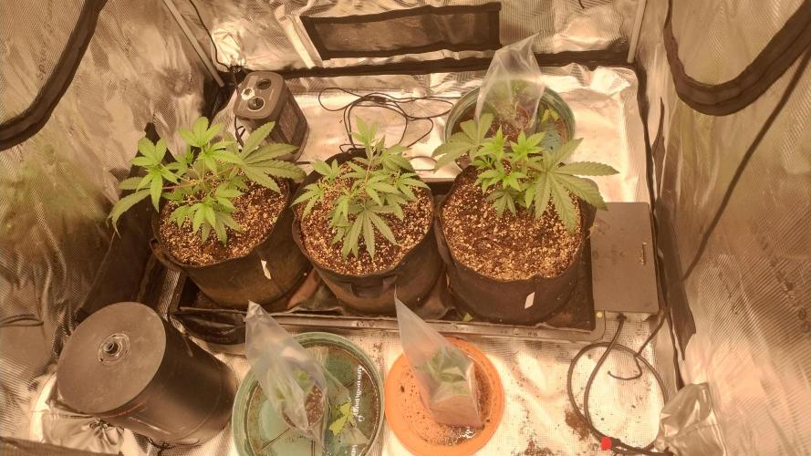 Old seeds, new buds. Week 10 - Clones have started 