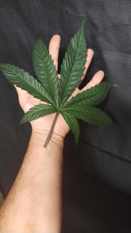 Old seeds, new buds. Week 10 - A huge fan leaf after I gave them a little trim 