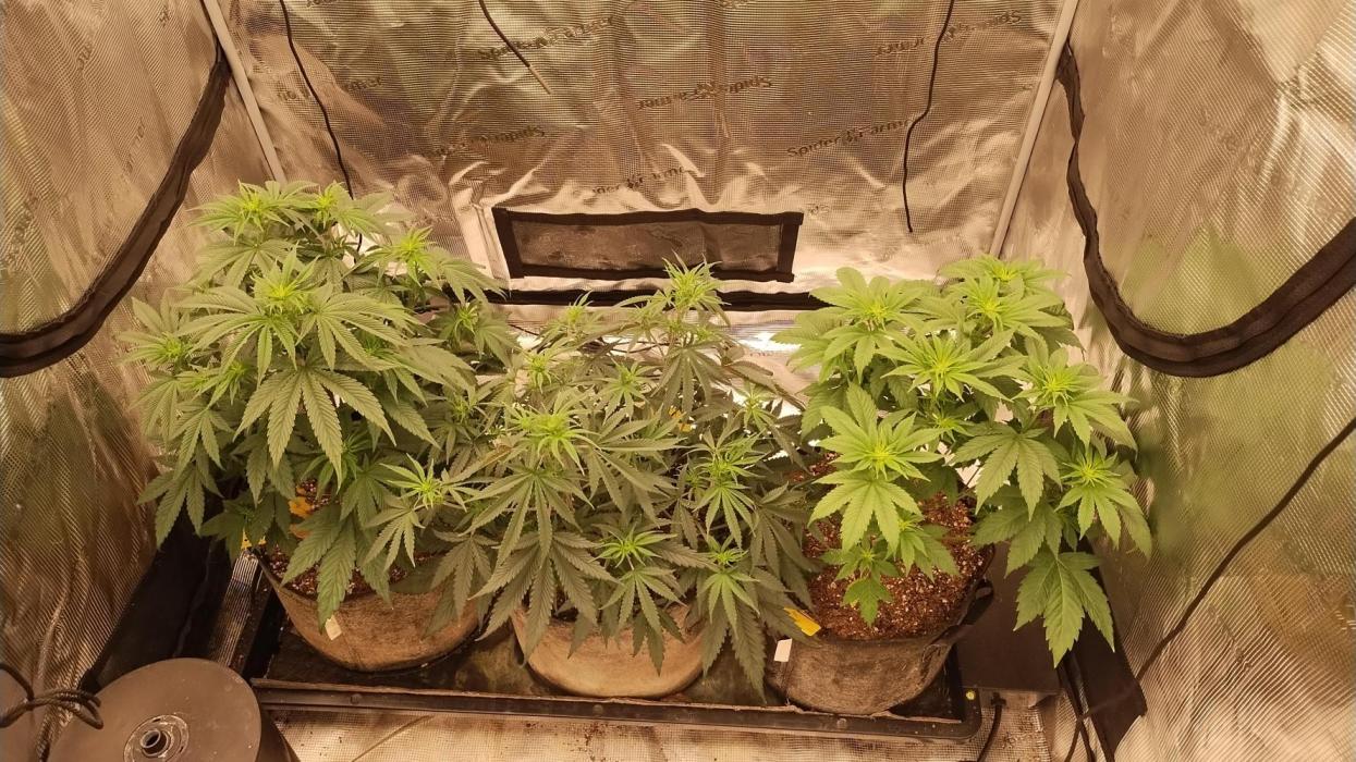 Old seeds, new buds. Week 12 - Really starting to stretch and show their different phenos 