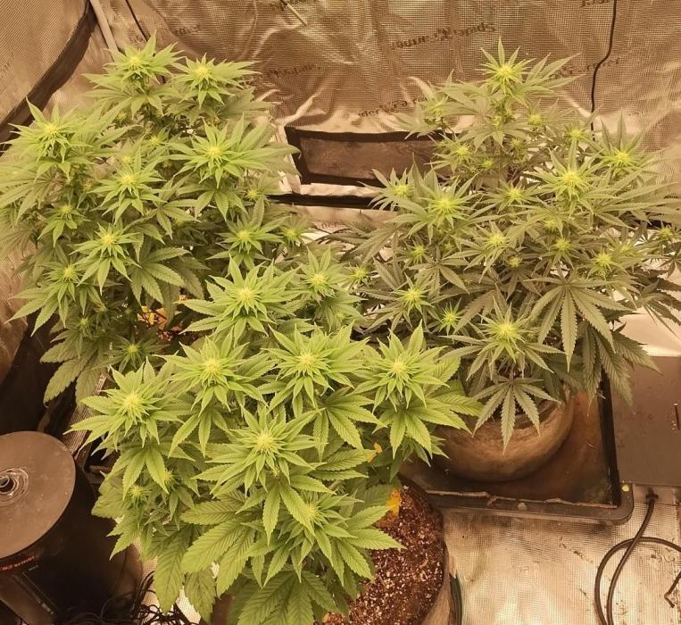 Old seeds, new buds. Week 14 - In full flower. The smell is getting stronger and some frost is forming.