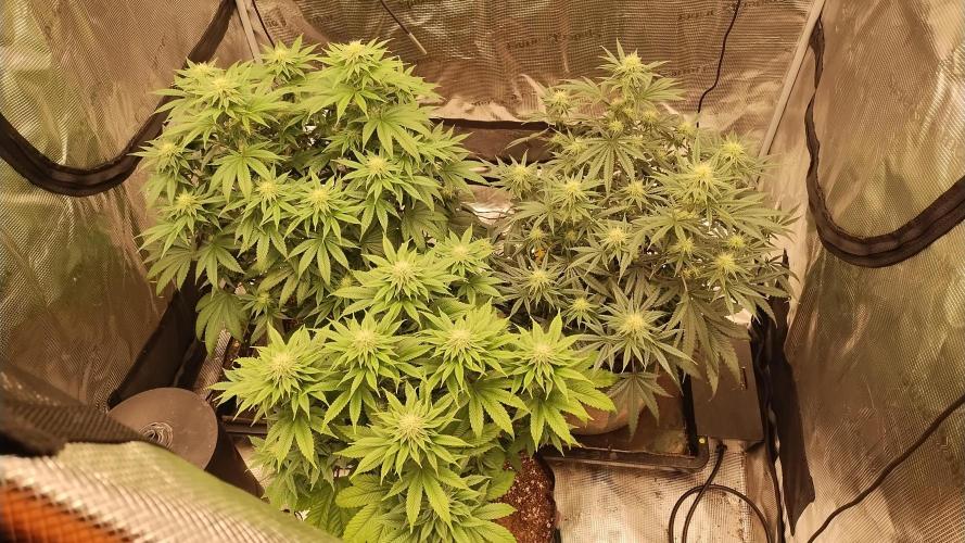 Old seeds, new buds. Week 15 - Group photo 