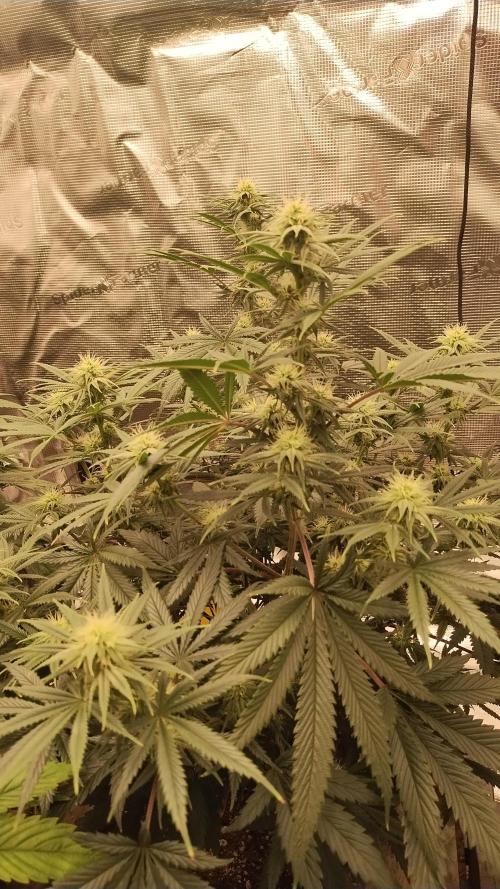 Old seeds, new buds. Week 15 - GMO