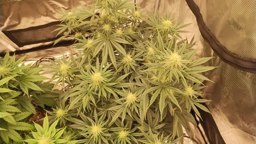 Old seeds, new buds. Week 15 - GMO