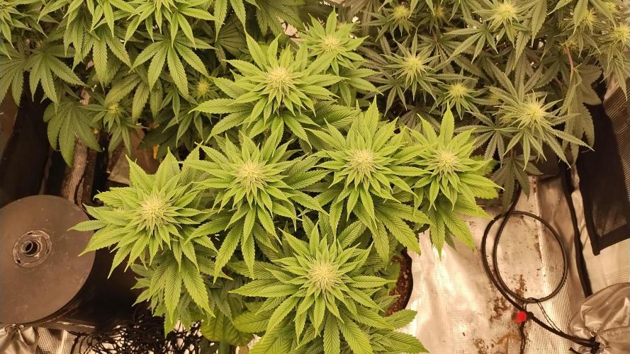 Old seeds, new buds. Week 15 - Swayze 2