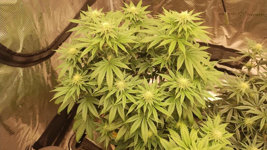 Old seeds, new buds. Week 15 - Swayze 1