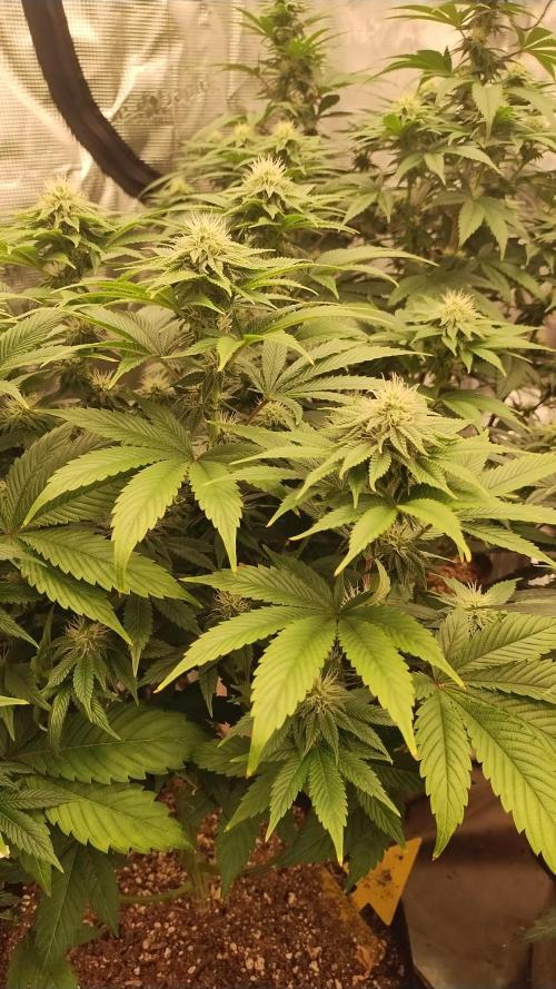 Old seeds, new buds. Week 15 - Swayze 2 