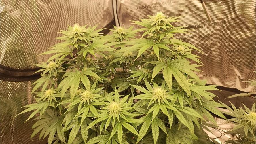 Old seeds, new buds. Week 15 - Swayze 1 