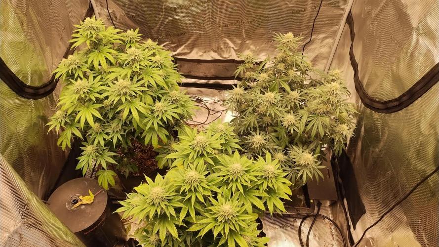 Old seeds, new buds. Week 16 - All