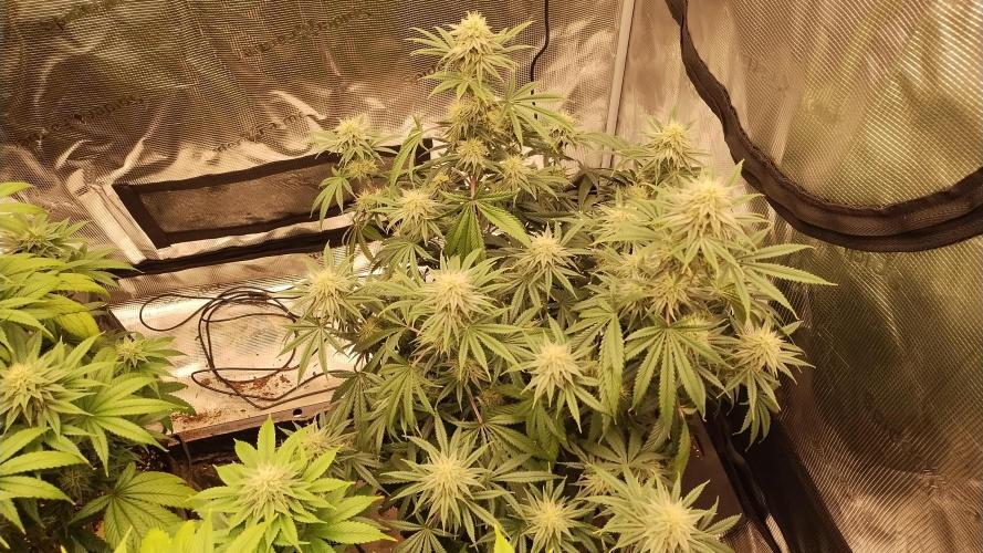 Old seeds, new buds. Week 16 - GMO 