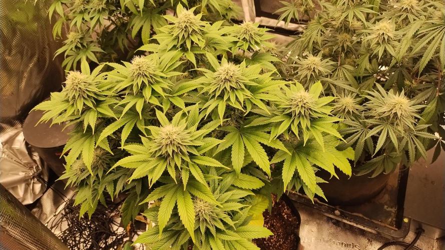 Old seeds, new buds. Week 16 - Swayze 