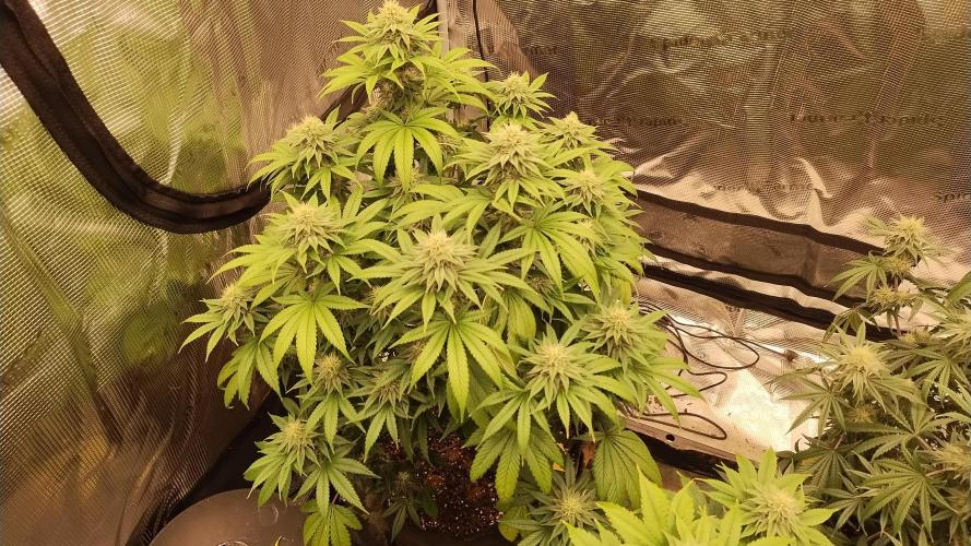 Old seeds, new buds. Week 16 - Swayze 