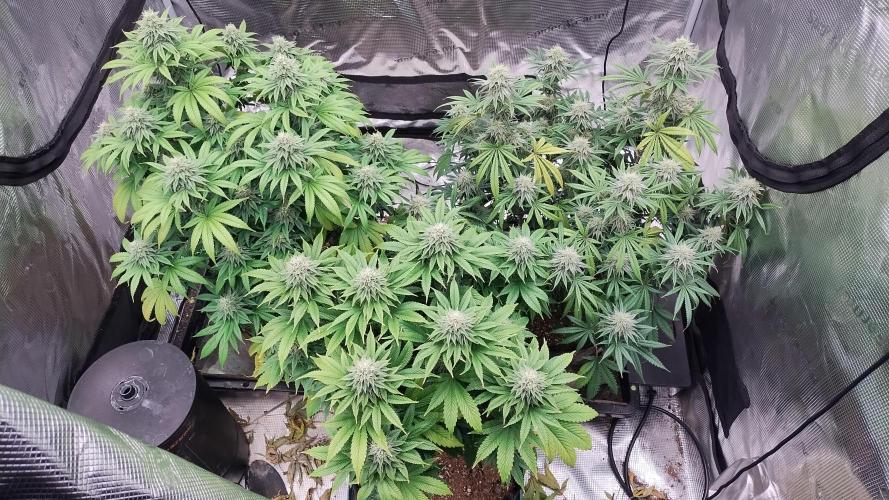 Old seeds, new buds. Week 17 - Group photo 