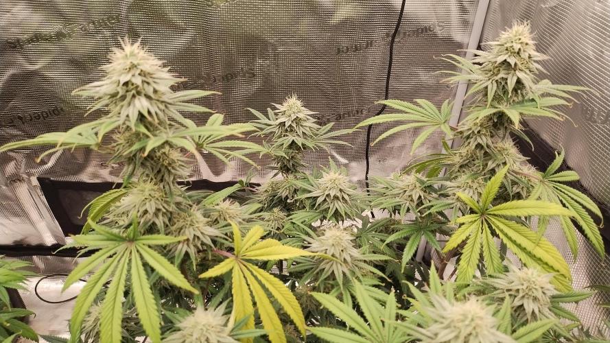 Old seeds, new buds. Week 17 - GMO 