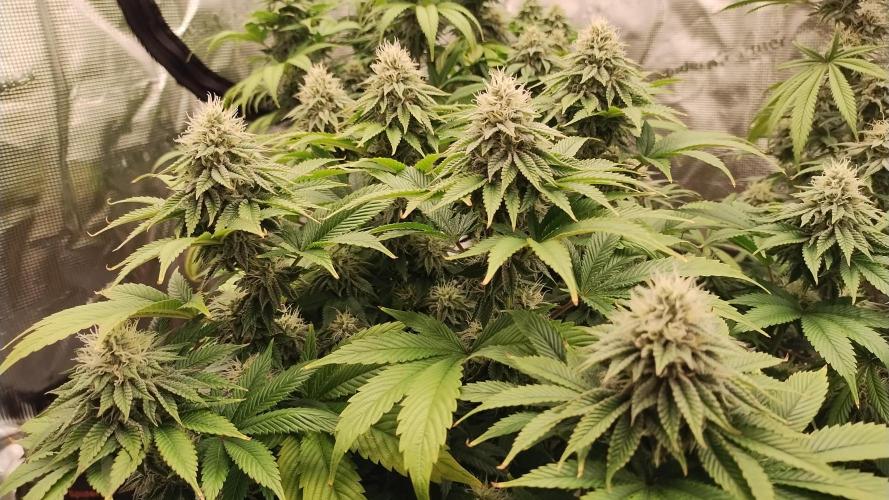 Old seeds, new buds. Week 17 - Swayze 