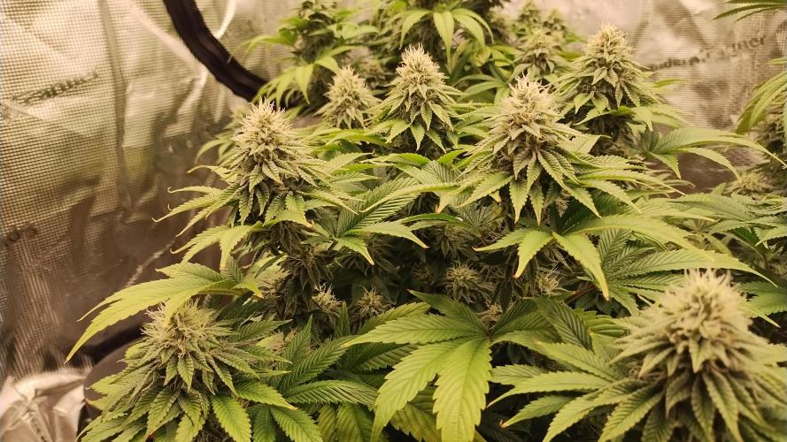 Old seeds, new buds. Week 17 - Swayze 