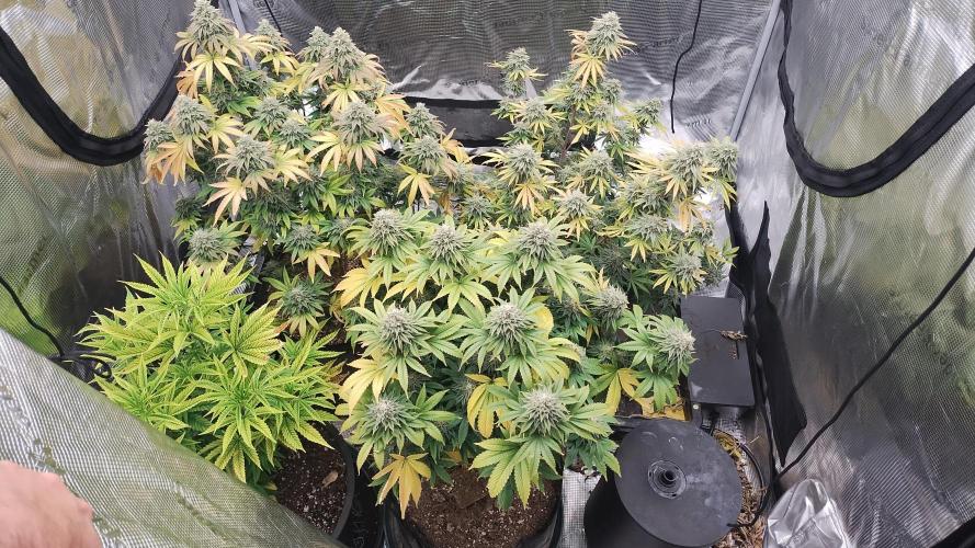 Old seeds, new buds. Week 19 - Let the fade begin 