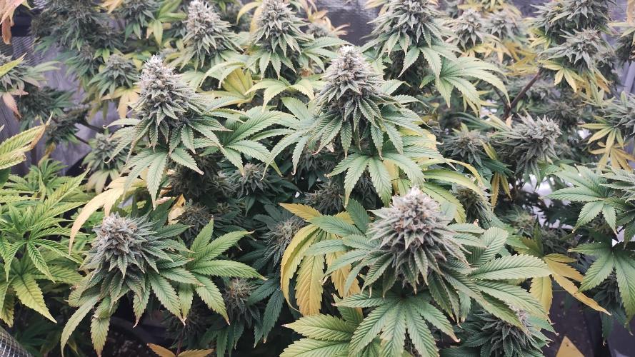 Old seeds, new buds. Week 19 - Getting some color 