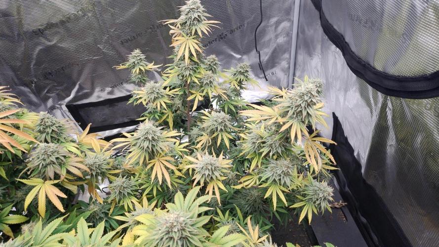 Old seeds, new buds. Week 19 - Putting on weight 