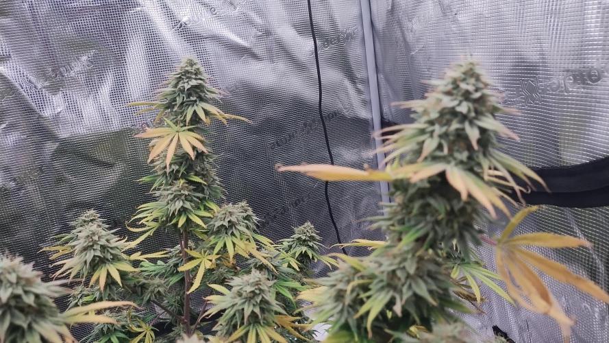 Old seeds, new buds. Week 19