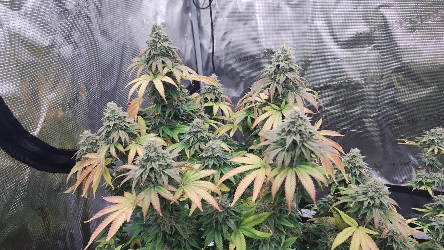 Old seeds, new buds. Week 19