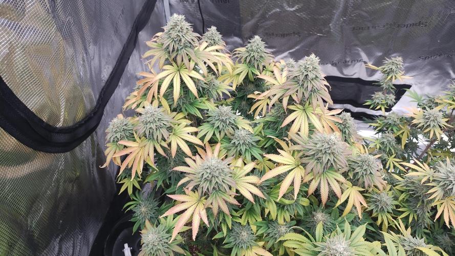 Old seeds, new buds. Week 19