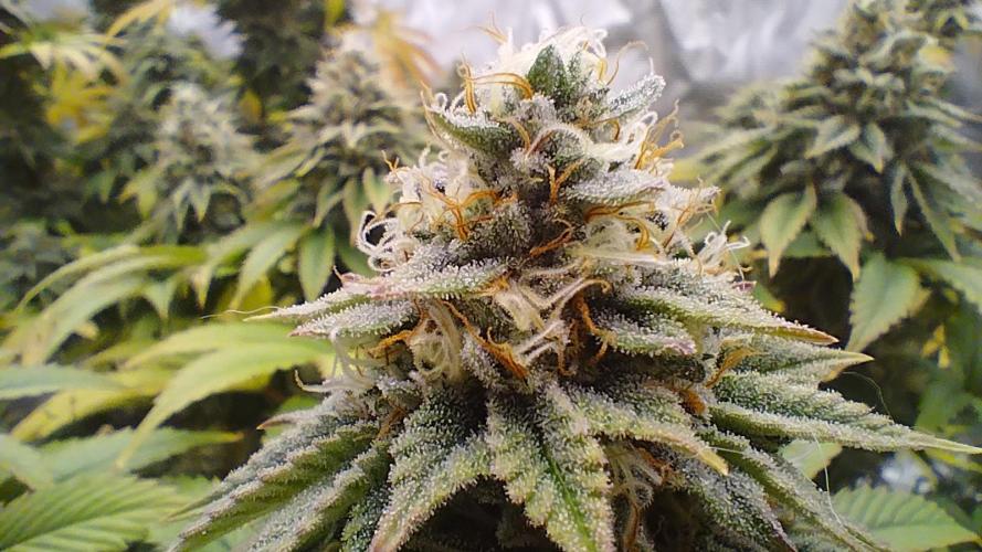 Old seeds, new buds. Week 19 - Close up