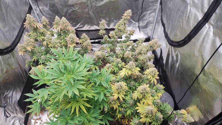 Old seeds, new buds. Week 21 - Almost there 