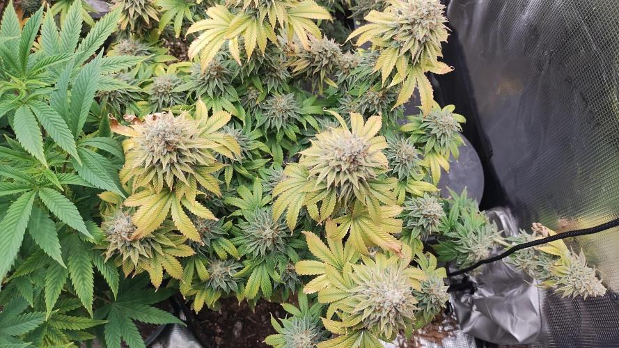 Old seeds, new buds. Week 21 - Closest to finish 