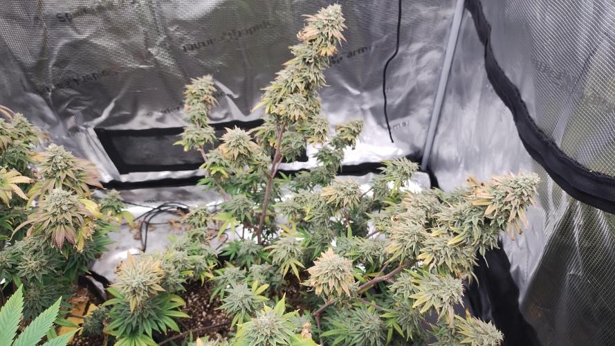 Old seeds, new buds. Week 21 - Starting to chunk up