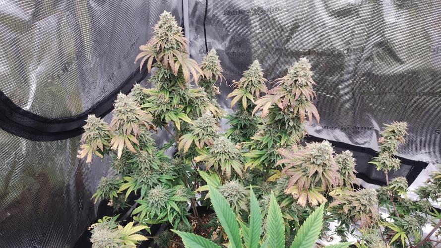 Old seeds, new buds. Week 21 - Pretty colors 