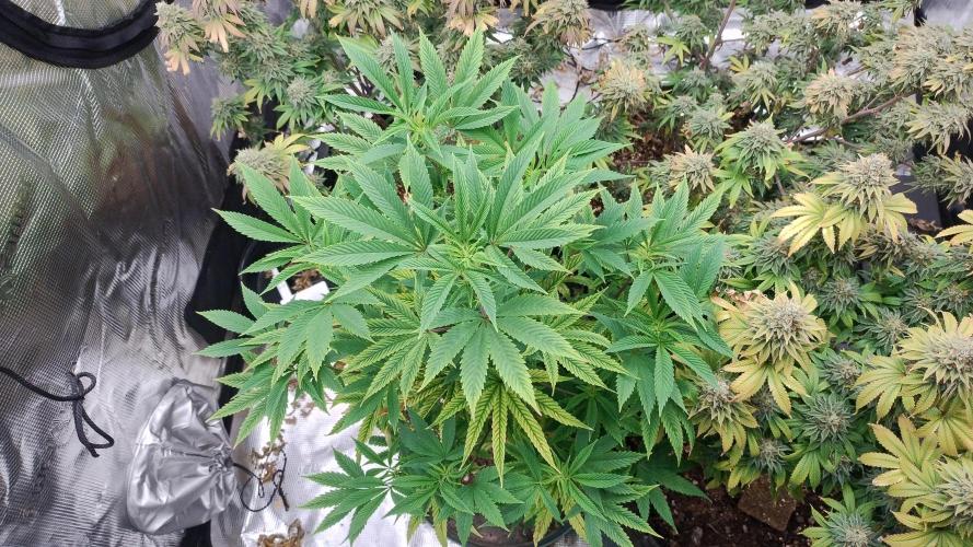 Old seeds, new buds. Week 21 - She's going to be a big girl 