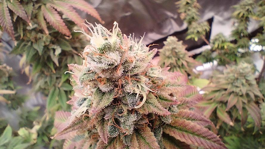 Old seeds, new buds. Week 21 - Close up 