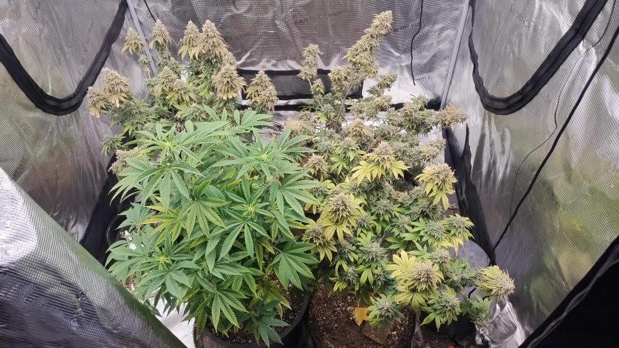 Old seeds, new buds. Week 22 - Group photo. Just flipped the clone in the bottom left