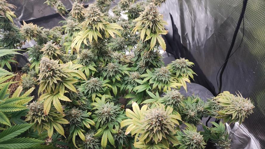 Old seeds, new buds. Week 22 - Look at the lower buds! Same size as the mains 