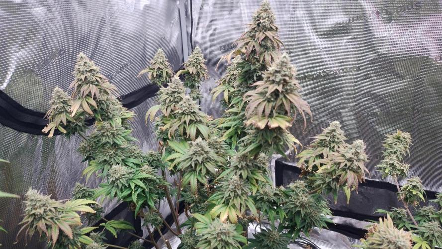 Old seeds, new buds. Week 22 - Chunky pheno. Kept on getting fatter 