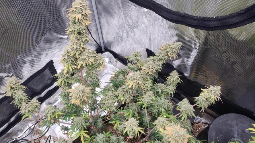 Old seeds, new buds. Week 22 - Lanky frostiest pheno. Needed support 