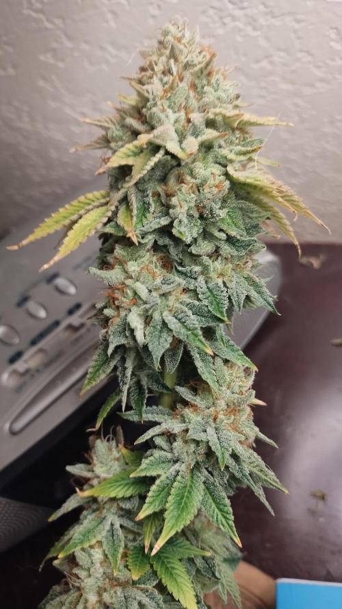 Old seeds, new buds. Week 22 - Close up inspection 