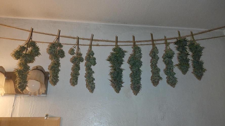 Old seeds, new buds. Week 22 - See you in 2 weeks 