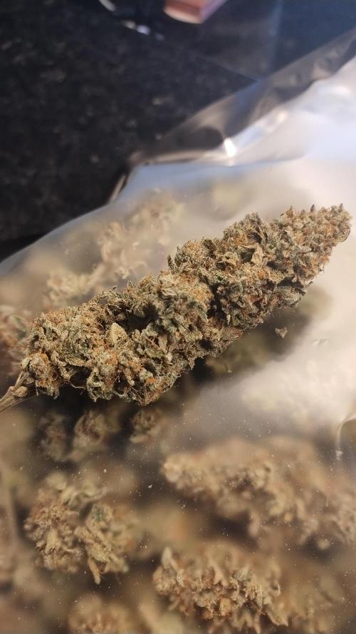 Old seeds, new buds. Week 22 - Trimmed and curing 