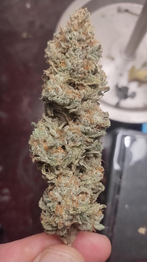 Old seeds, new buds. Week 22 - Frosty bug nugs