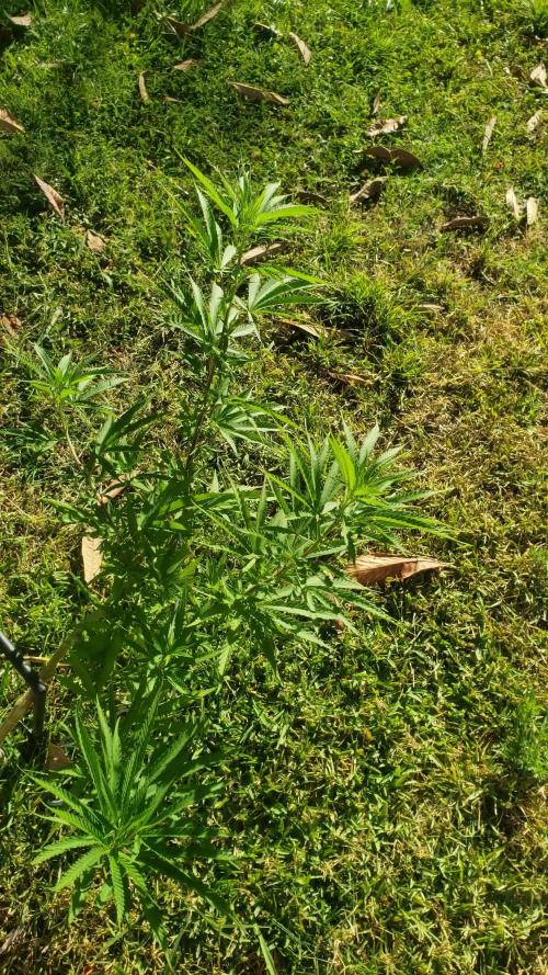 Seed Regular I - Outdoor 25