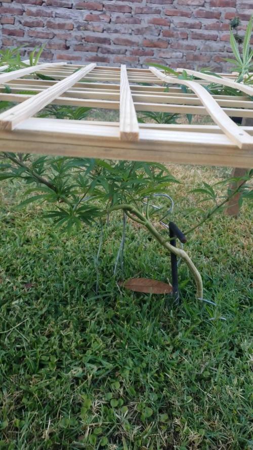 Seed Regular I - Outdoor 25