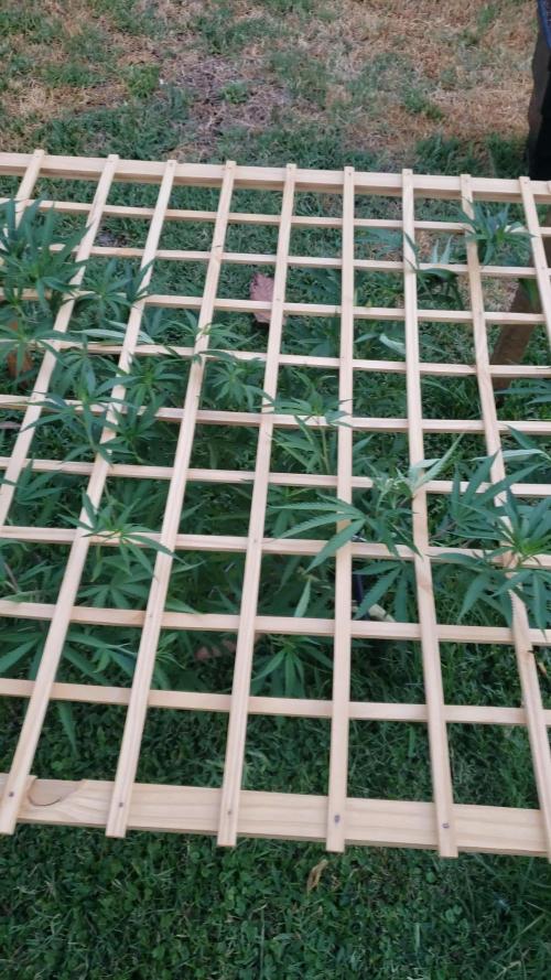 Seed Regular I - Outdoor 25