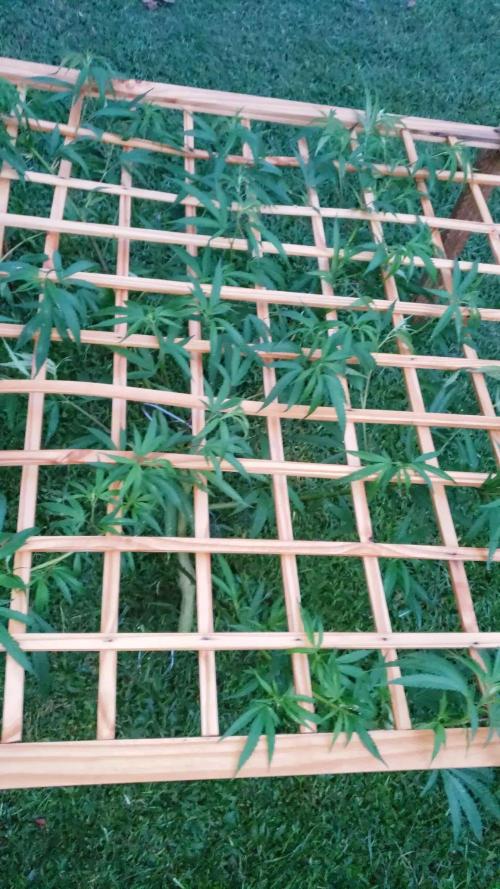 Seed Regular I - Outdoor 25