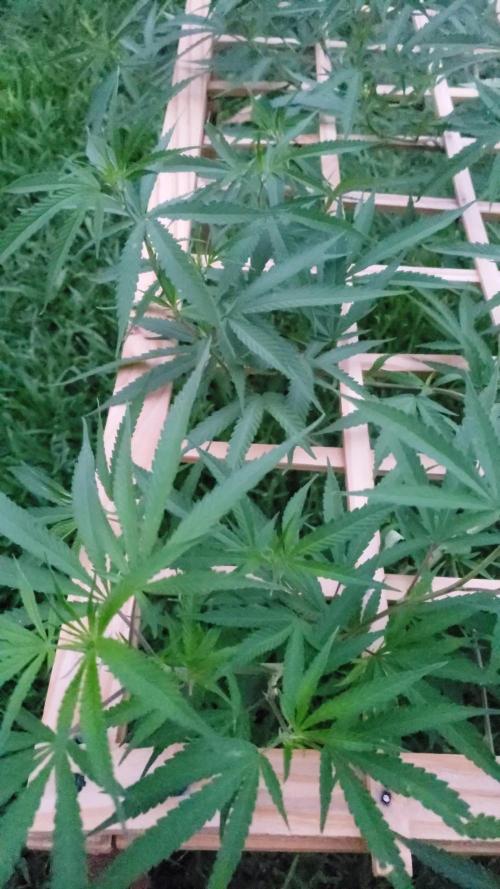 Seed Regular I - Outdoor 25