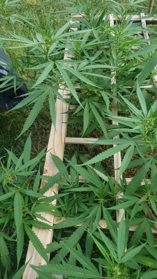 Seed Regular I - Outdoor 25