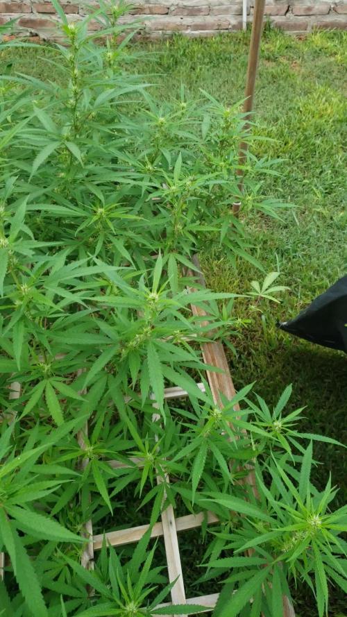 Seed Regular I - Outdoor 25