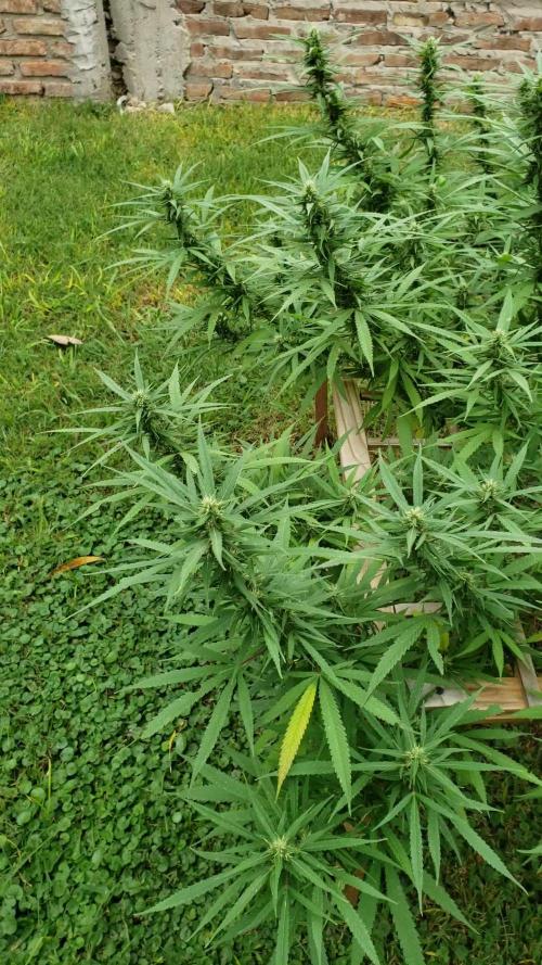 Seed Regular I - Outdoor 25