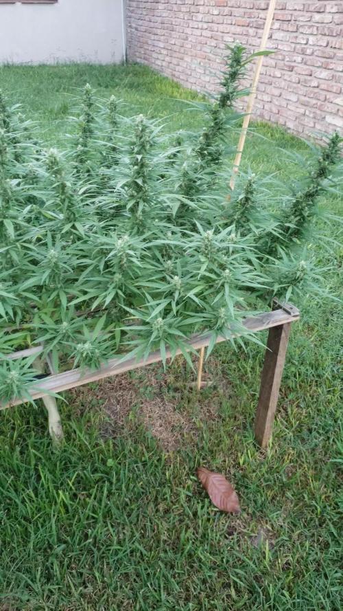 Seed Regular I - Outdoor 25